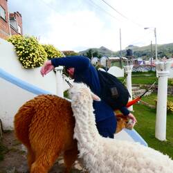 Die gefrässigen Lamas bringen Simon arg in Nöte. An eine geordnete Essensausgabe ist nicht zu denken