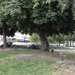 Reste des umgeknickten Baums