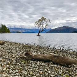 Mal wieder der "Wanaka Baum"...