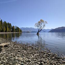Der "Wanaka-Baum" - diesmal mit Sonne