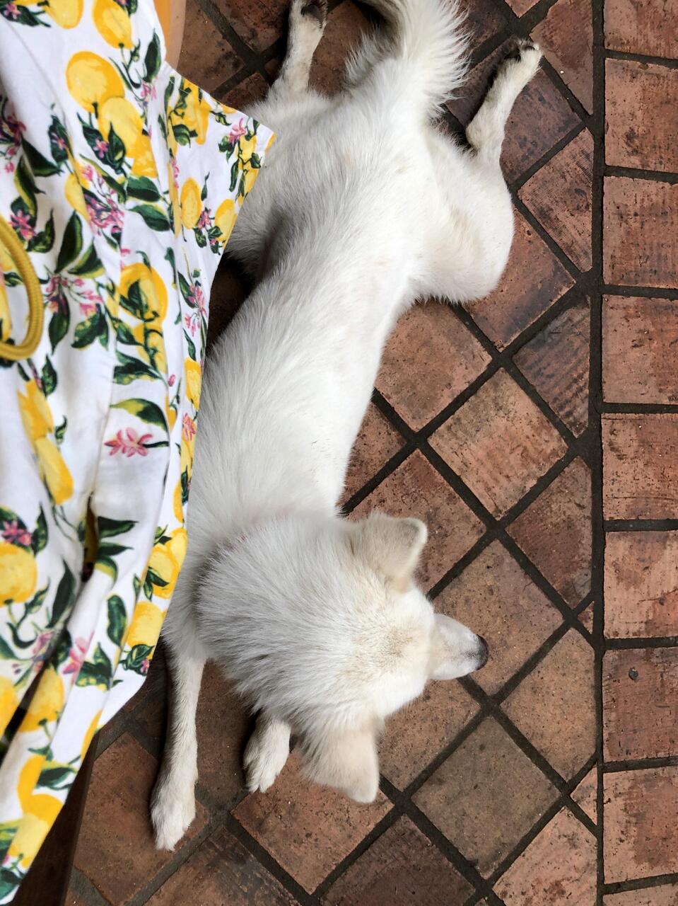 Hundefreund im Café