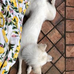 Hundefreund im Café
