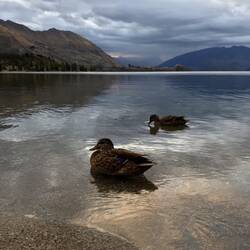 ... mit Enten (was auch sonst)