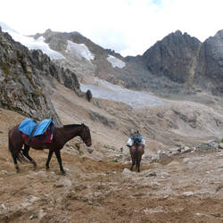 Den Pferden scheint der Aufstieg weniger Mühe gemacht zu haben. Ob sie den Ausblick auch geniessen?