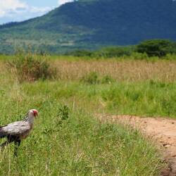The most elegant of all, the secretary bird!