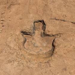 200 million year old ceratosaurus footprints