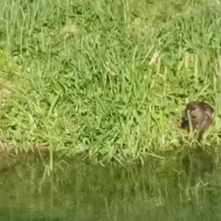 Personal hygiene in the morning is important - also for the Nutria family 🤗🤗!