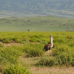 Kori bustard (Ardeotis kori)!