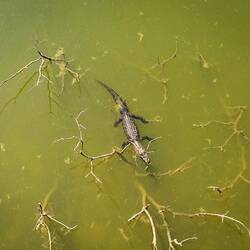 Schnappi unser Hofalligator