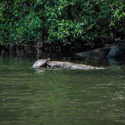 Schildi auf dem Ochlockonee River