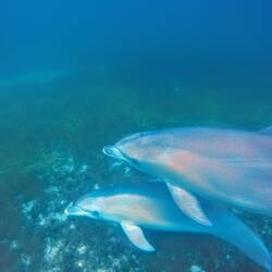 Vor Kangaroo Island, SA