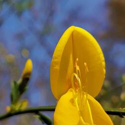 A broom blossom - in close up, like a orchid 😍!