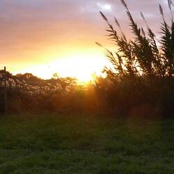 Solnedgang Camargue
