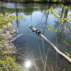 Entennachwuchs ohne Coronaabstand