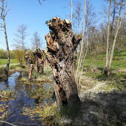 Unzählige Biotope in den Enzauen