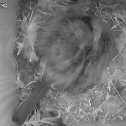 Eier verstecken im Schnelldurchlauf...