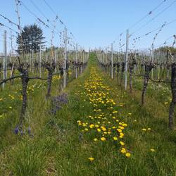 Weinberg in Sternenfels
