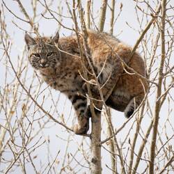 Bobcat in a tree ... Colorado Springs, CO.