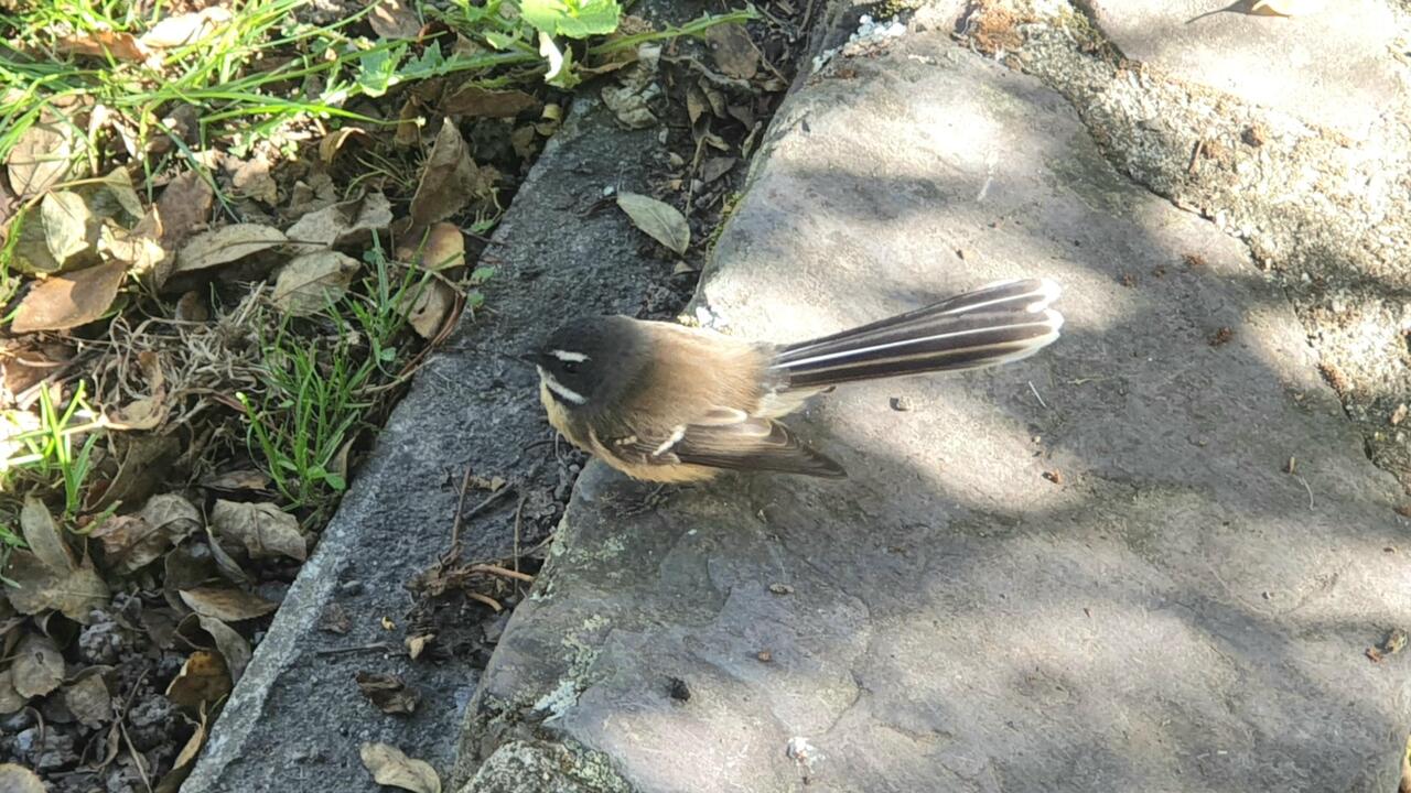 Fantail - piwakawaka