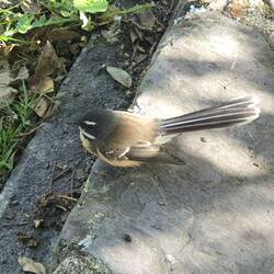 Fantail - piwakawaka