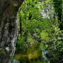 A beautiful brook near Graben!