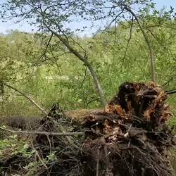 One minute through the swamp!