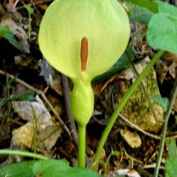 Arum