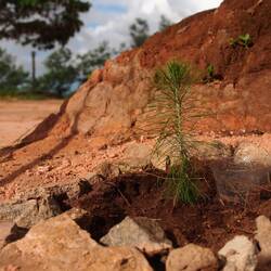 Casuarina equisetifolia