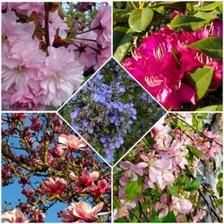 Neighborhood Blooms
