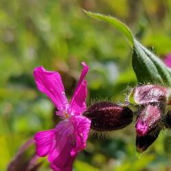 A new flower 🌺🌺🌺!