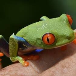Rotaugen Laubfrosch