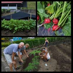 Gartenarbeit - Die ersten Radieschen