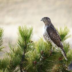 A juvenile hawk comes a-callin' ... I'm thinking a Cooper's hawk — Colorado Springs, CO.