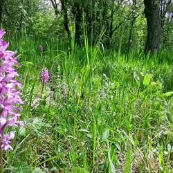 Orchid meadow above Lauda!