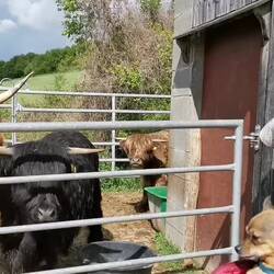 S' Lurchii is not amused 😠😠😠!