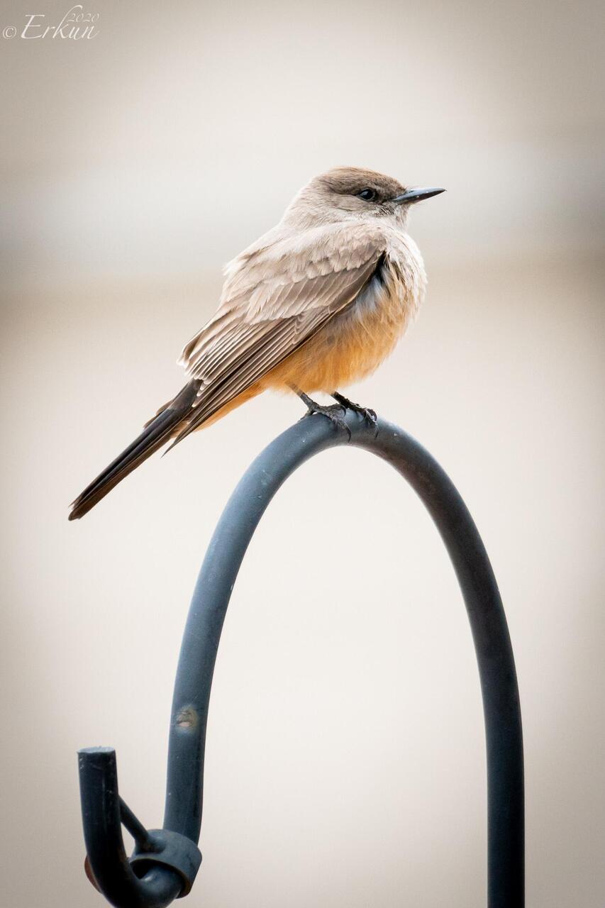 A Say's Phoebe comes a-callin' — Colorado Springs. CO.