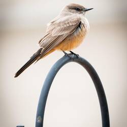 A Say's Phoebe comes a-callin' — Colorado Springs. CO.