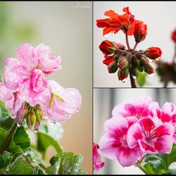 The geraniums Mui planted are coming along nicely — Colorado Springs, CO.