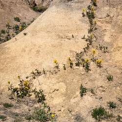 Golden Banners decorate some of the formations @ the Paint Mines — Calhan, CO.