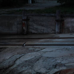 Blue eyed Penguins