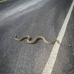 Wieder mal ein stattliches Exemplar beinahe überfahren