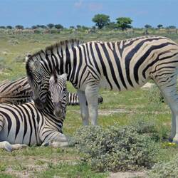 Horses with stripes