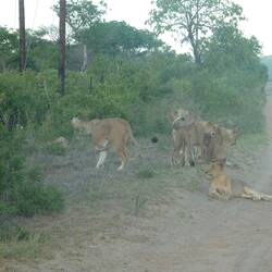 The pride of Lions this morning