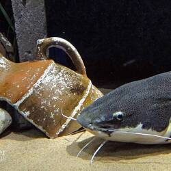 Rotflossen-Antennenwels