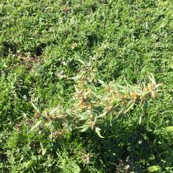 Bathurst Burr - awful weed