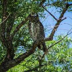 Dieses Prachtkerlchen haben wir auf dem Weg nach Tombstone endeckt
