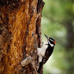 Downy Woodpecker at the famcamp ... USAFA — Colorado Springs, CO.