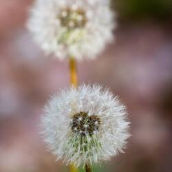 Dandelion seedhead ... USAFA — Colorado Springs, CO.