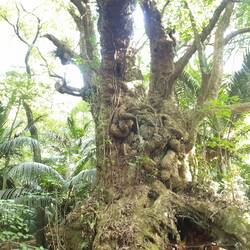 Puriri vieux de plus de 2000 ans