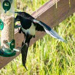 Black-billed magpie ... doesn't seem too concerned that he's a bit big for the feeder! — COS, CO.